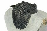 Detailed Hollardops Trilobite - Ofaten, Morocco #347778-4